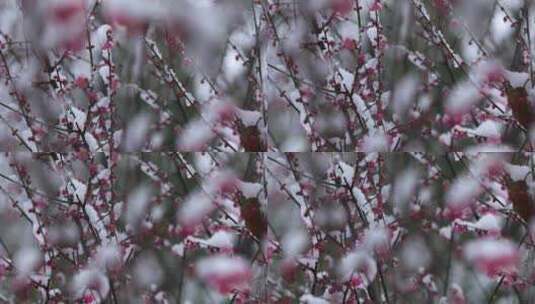 冬季下雪红梅花盛开红梅傲雪高清在线视频素材下载