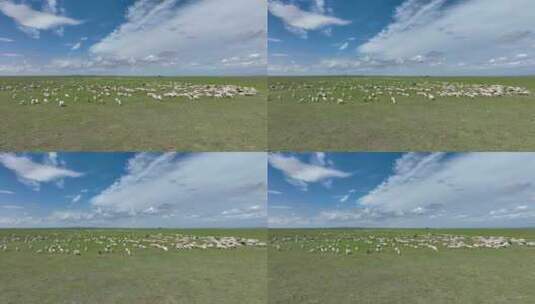 航拍呼伦贝尔草原风光羊群1118高清在线视频素材下载