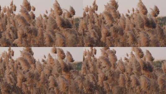 夕阳下秋天金黄的芦苇随风摇曳慢镜头逆光高清在线视频素材下载