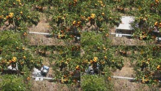 轨道车运输橘子在桔子果园高清在线视频素材下载