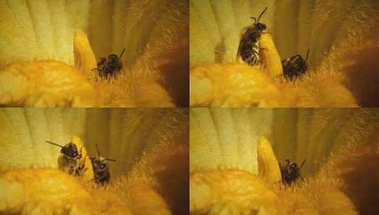 微距拍摄蜜蜂采蜜高清在线视频素材下载