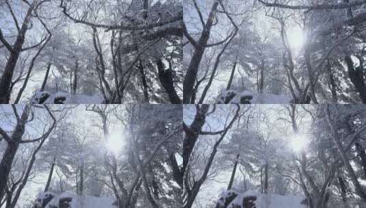 冬季雾凇唯美实拍高清在线视频素材下载