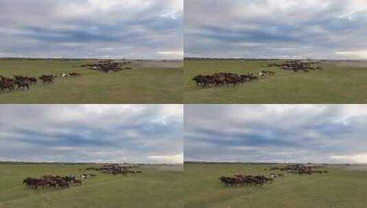 航拍呼伦贝尔秋天的草原马群429高清在线视频素材下载