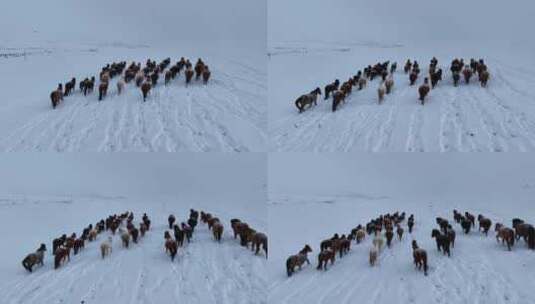 蒙古马 呼伦贝尔大雪原高清在线视频素材下载