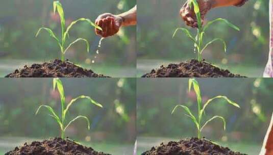 灌溉玉米幼苗高清在线视频素材下载