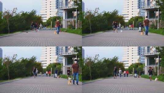 城市街道遛狗的人高清在线视频素材下载