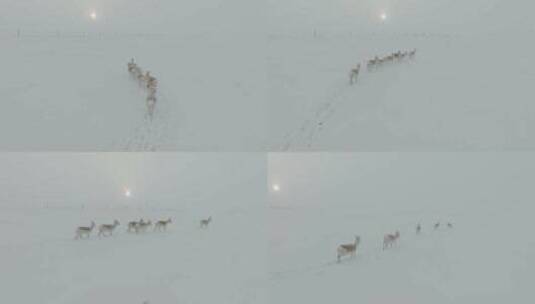 雪原上的一队黄羊高清在线视频素材下载
