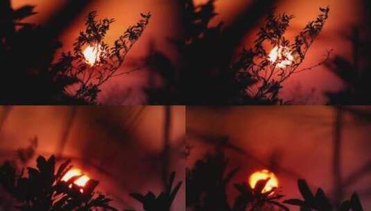 日落氛围唯美树影实拍高清在线视频素材下载