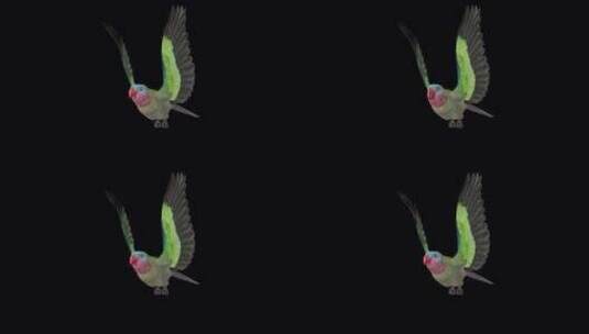 鹦鹉鸟-澳大利亚公主-飞行环-侧角视图C高清在线视频素材下载
