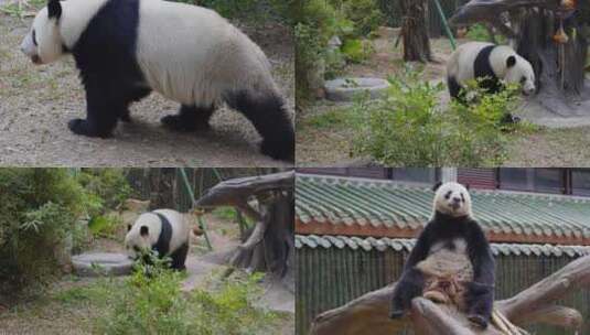 2024广州动物园游览游客大熊猫高清在线视频素材下载