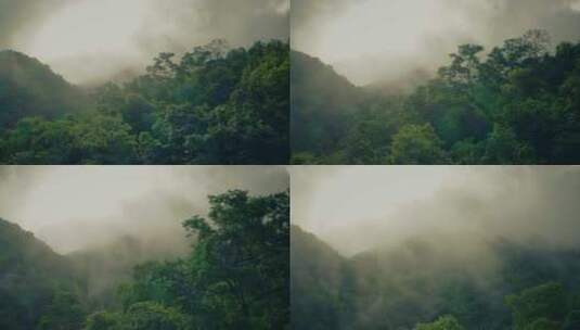 雨雾浓雾森林自然景观航拍高清在线视频素材下载