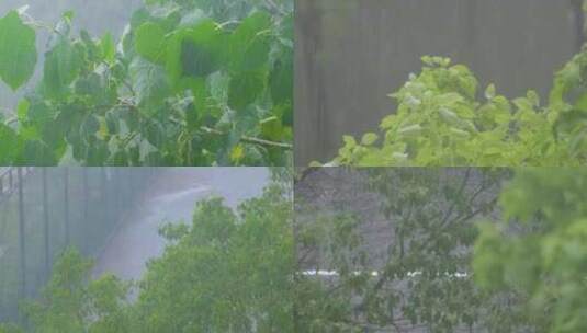 树枝树叶狂风暴雨刮风下雨倾盆大雨下雨天雨高清在线视频素材下载