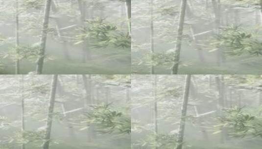 茂密的竹林，参天的绿树高清在线视频素材下载