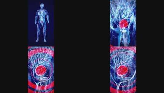 膀胱的概念垂直动画高清在线视频素材下载