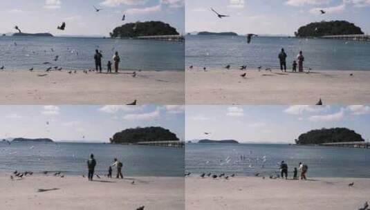 一家三口在海边喂海鸥高清在线视频素材下载