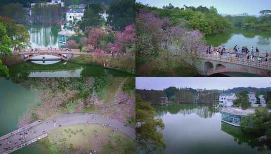 航拍广州华南植物园紫荆花高清在线视频素材下载