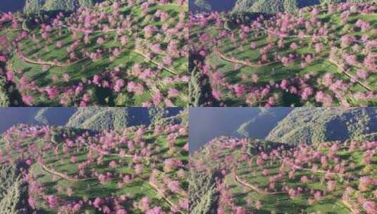 云南大理无量山樱花谷日出冬樱花和茶园航拍高清在线视频素材下载