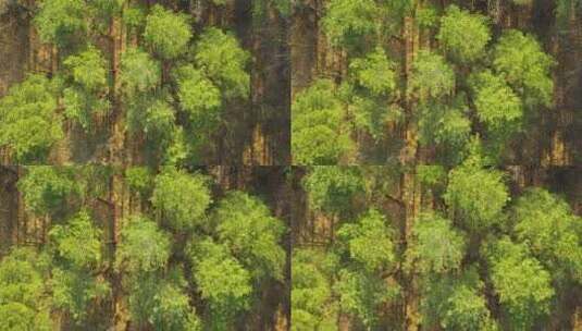 密集林地的空中快照，混合了健康的绿树和干高清在线视频素材下载