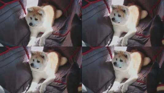 秋田犬在开车旅行时躺在后座的吊床上高清在线视频素材下载