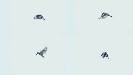 空中悬停飞行的小鸟斑鱼狗高清在线视频素材下载