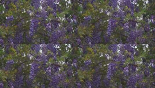 紫藤花花瓣花朵绽放花开高清在线视频素材下载