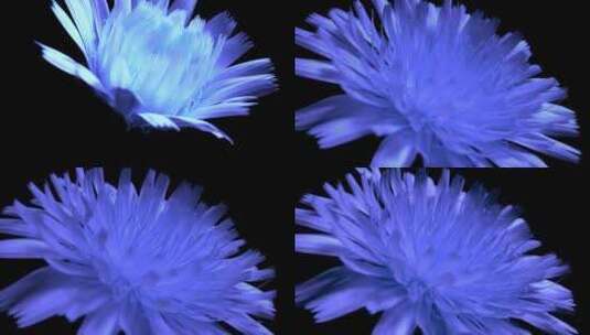 淡蓝色花朵盛开高清在线视频素材下载