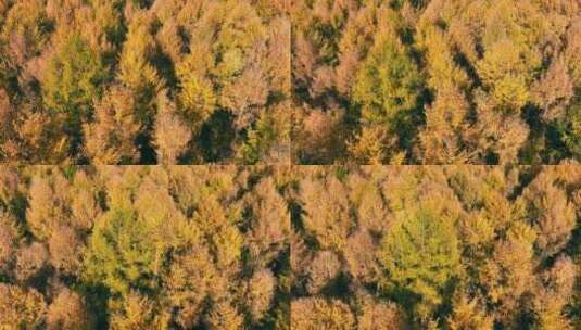秋天森林树冠的鸟瞰图秋天森林的俯视图，树高清在线视频素材下载