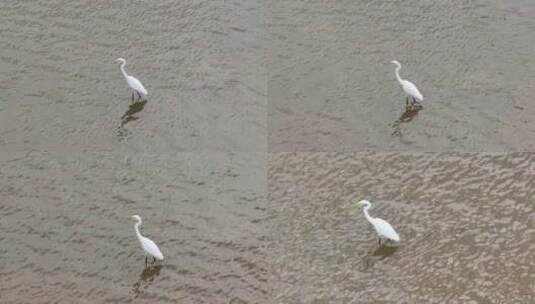 白鹭于水面独立的景象高清在线视频素材下载