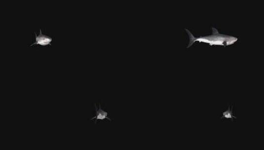 鲨鱼绕着圈游泳，阿尔法海峡高清在线视频素材下载