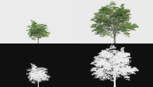 4k-大树生长动画带通道高清在线视频素材下载
