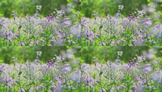 春天盛开的紫色二月兰花朵花丛花海花圃高清在线视频素材下载