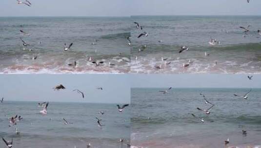 海面上飞翔的海鸥高清在线视频素材下载