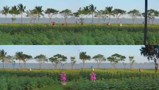 海边公园向日葵一高清在线视频素材下载