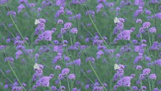 一只白色蝴蝶落在了紫色马鞭草花上采集花粉高清在线视频素材下载