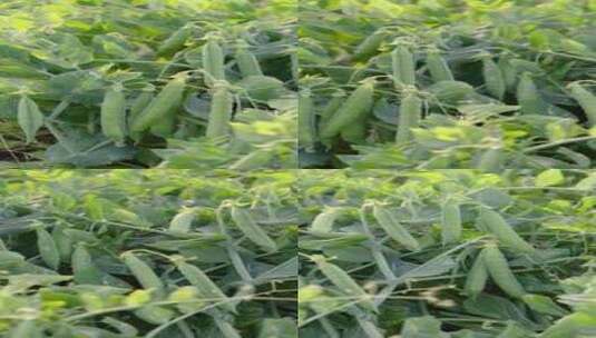 种植成熟的豌豆高清在线视频素材下载