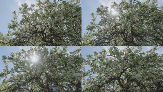 在阳光下，苹果在蓝天的映衬下开花。春天果高清在线视频素材下载