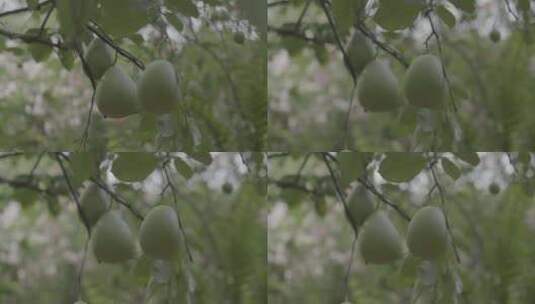 云南芒市勐巴娜西珍奇园热带植被高清在线视频素材下载