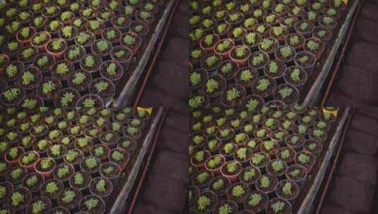 生长在塑料容器中并在室内整齐排列的植物高清在线视频素材下载