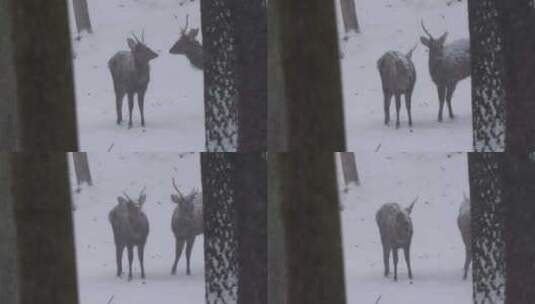 捷克，欧洲，雪，冷高清在线视频素材下载