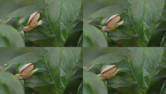 雨后，枝叶上的蜗牛在爬行高清在线视频素材下载