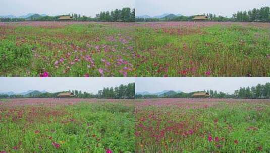 杭州湘湖三期格桑花花海航拍高清在线视频素材下载