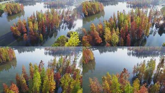 成都白鹭湾湿地公园秋季水杉红叶野鸭航拍高清在线视频素材下载