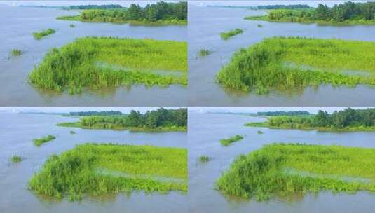 生态湿地 水草地 水中绿植 水边 湖边高清在线视频素材下载