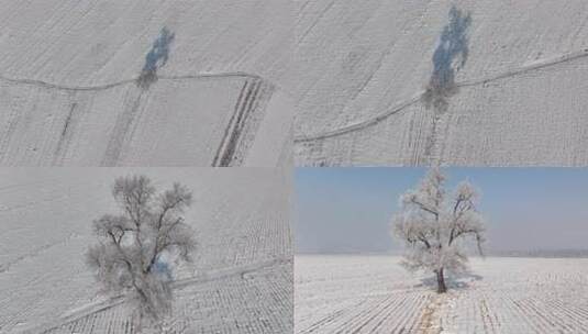 白雪覆盖田野中树木的独特景象高清在线视频素材下载