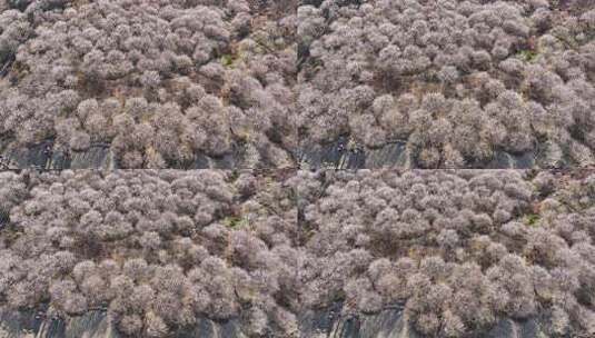 中国广东省广州市从化区广州流溪东星村梅花高清在线视频素材下载