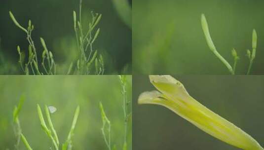 田间油菜花 油菜花特写 春意盎然高清在线视频素材下载