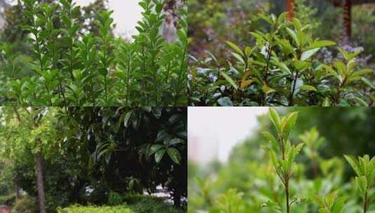 雨中带水珠的绿色植物高清在线视频素材下载