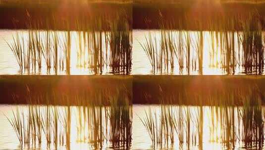 夕阳下随风摇曳的芦苇高清在线视频素材下载
