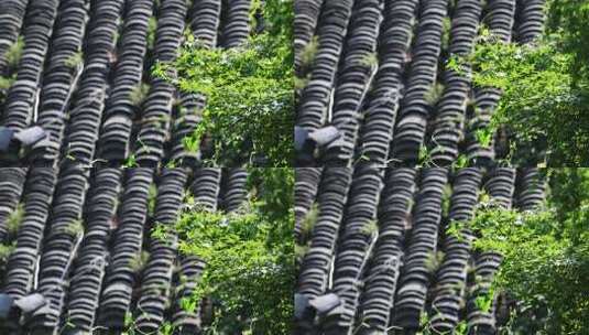 唯美中式屋檐阳光下美丽绿色植物高清在线视频素材下载