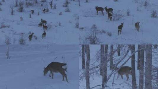 中国最北端的白色冰雪森林中的傻狍子高清在线视频素材下载